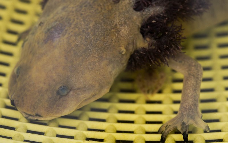 Photograph: the head of a salamander with a clouded eye, resting on a yellow plastic grid.