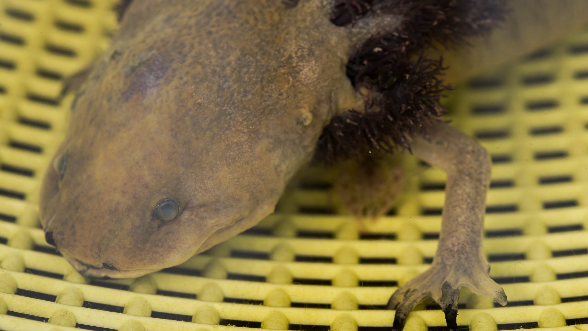 Photograph. The head and one front leg of a brown salamander with dark, feathery gills and a clouded eye, resting on a yellow plastic grid.